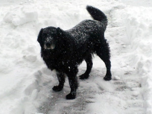 sam in the snow_small